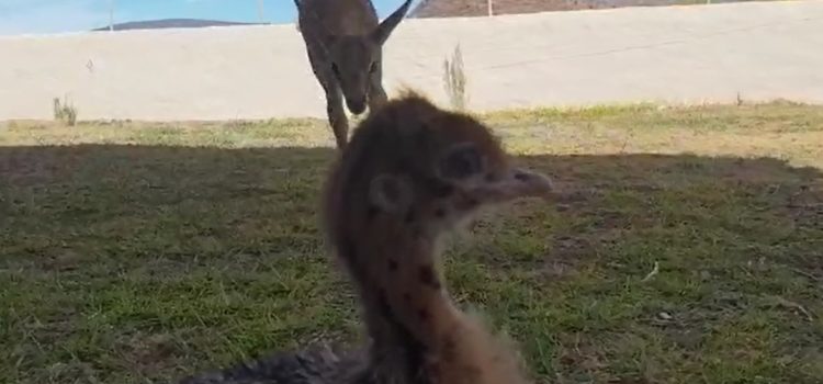 Abandoned Springbok and Ostrich become friends at Aquila