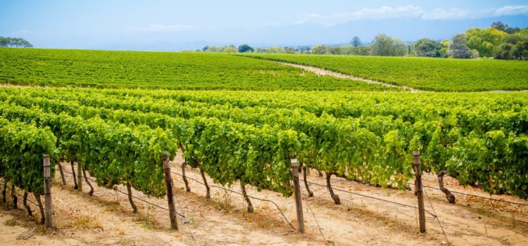 160 year old bottle of Groot Constantia Pontac wine returns to its origins