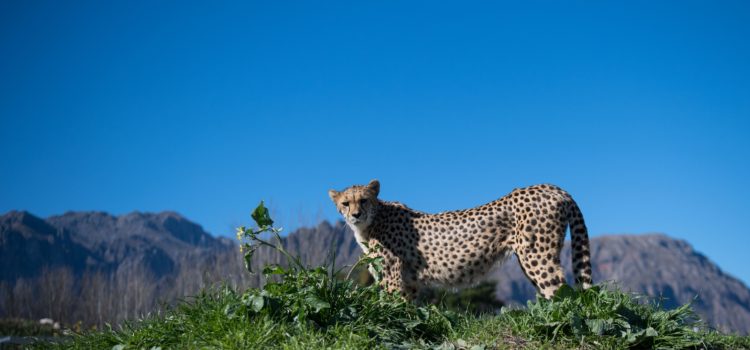 GET INVOLVED IN CHEETAH BREEDING, WILDING & RELEASE
