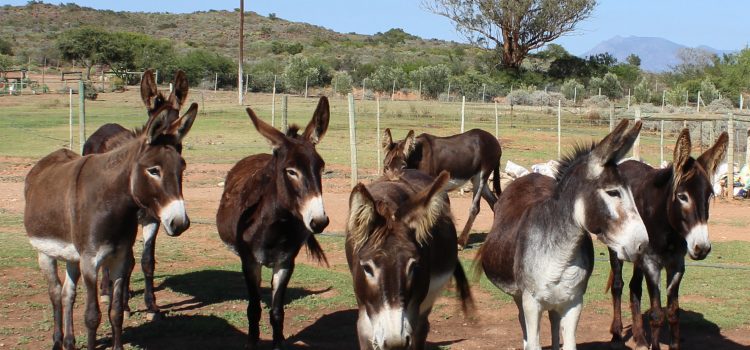 The donkeys are waiting to meet you!